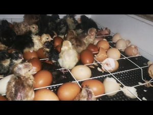 Инкубатор лучший вывод Несушка