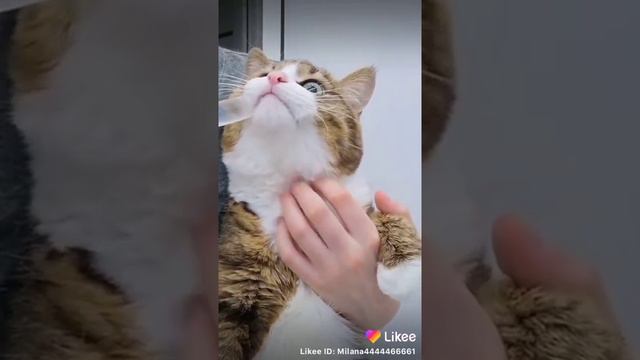 Хотят усыпить котика смотреть онлайн