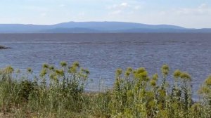 Белый Царь, отдыхает.