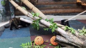 Советы о том, как снимать кошек!