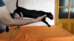 Black oriental cat, male (OSH n), for breeding - Черный ориентальный кот, мальчик, в разведение.