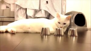 Кот и напёрстки! Хохма))