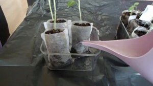 Покупки на Али Экспресс, нетканные мешочки для выращивания рассады