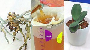 Чудодейственное средство для немедленного возрождения гнилых орхидей. Миф или реальность?