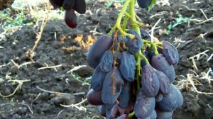 Виноград "Катруся Каховская", "Князь Трубецкой"