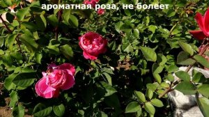 Королевская пышность и итальянский характер - роза Академия - восхитительный сорт от Барни!
