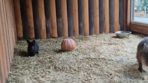 Дружба Капибары и Кролика 🐇🖤 https://vk.com/@id428529958