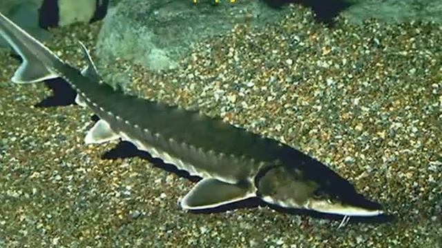 Особенности строения и жизнедеятельности рыб.AVI смотреть онлайн