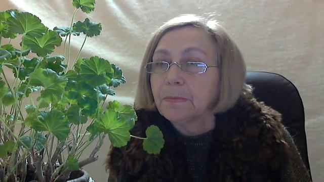 Пеларгонии в феврале. смотреть онлайн