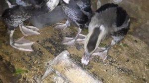 Незапланированный отёл ?корова сбросила телят??