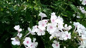 Флоксы. Секреты выращивания в Ленинградской области. Советы агрохимика.