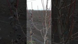 деревья груши на карликовом подвое БА-29
