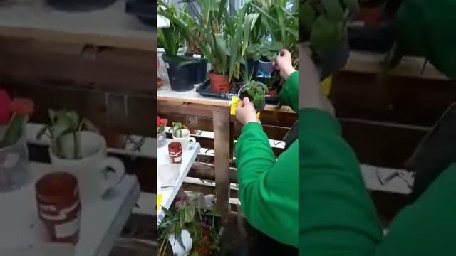Органическое удобрение "Эйвагрин, ВР". Опыт применения при поливе цветов в компании "LETTO".