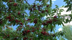 Лавандовые поля 2019|Франция отдыхает | Озеро Салда | Испарта.Турция|4k