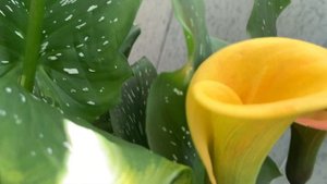 Каллы дома. Calla at home.