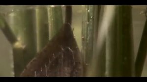 Версус! Жук Плавунец и Белостома!