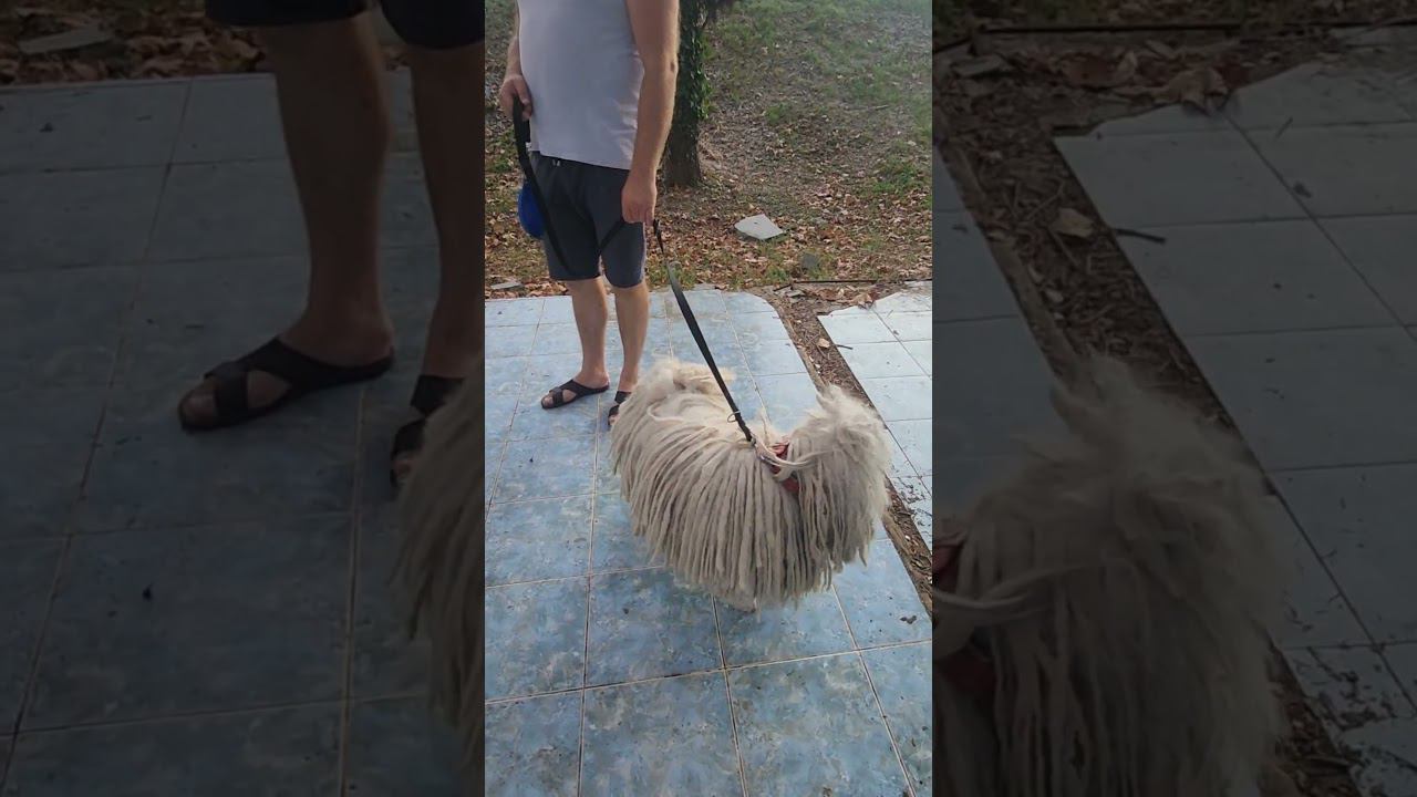 В Лазаревском тоже любят держать северных собак) #shorts смотреть онлайн