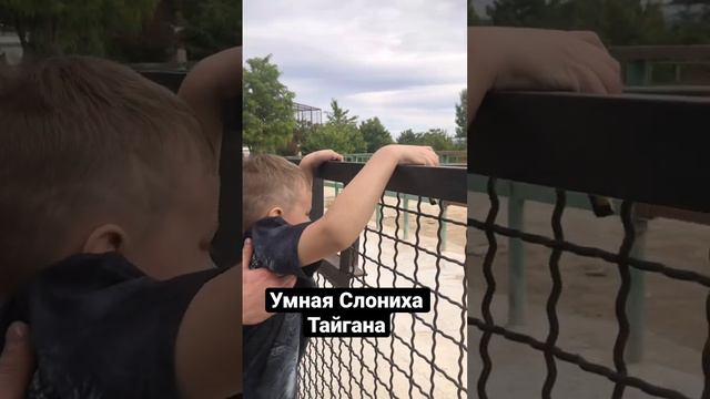 Умная Слониха Тайгана