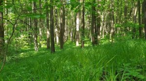 Панорамные окна и двери. Вид из окна на Лес