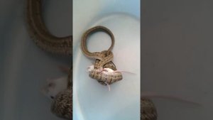 Узорчатый полоз в домашних условиях