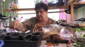 Плантация щавеля ранней весной! Способ который должен знать каждый!