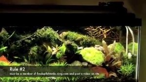 Planted fish tank Seachem Sponsored Contest