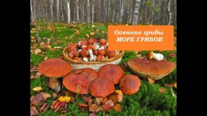 Грибы в Сибири.Последние заготовки на зиму.