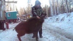 Как приручить дикого кабана