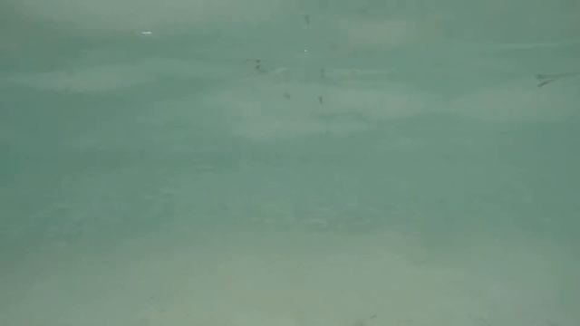 Мальдивы. Акулята плавают прямо у берега. смотреть онлайн