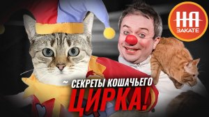 Дмитрий Куклачев о дрессировке кошек и их удивительных способностях