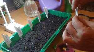 ВИОЛА ОТ ПОСЕВА ДО ВСХОДОВ.