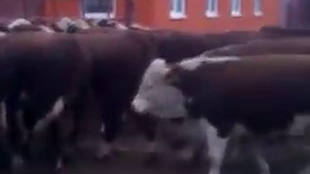 Быки породы Герефорд смотреть онлайн