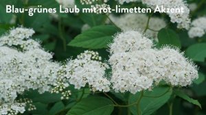 30 Sekunden mit Proven Winners® Spiraea Double Play Blue Kazoo (deutsch)