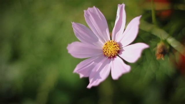 Зайка в лесу смотреть онлайн