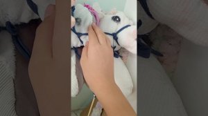Показаываю свою конюшню для хоббихорсов!