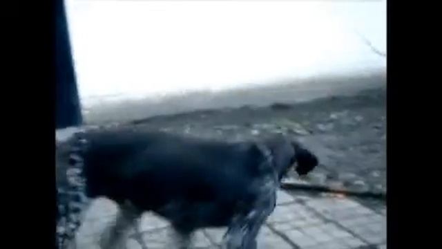 утка бегает за охотничей собакой смотреть онлайн