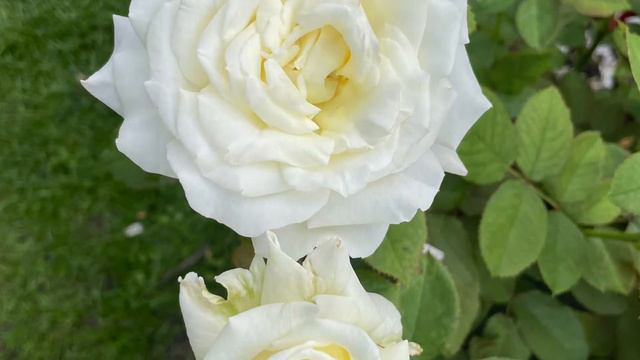 Rose Pope John Paul II смотреть онлайн