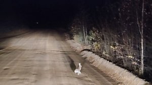 Беги зая...беги...