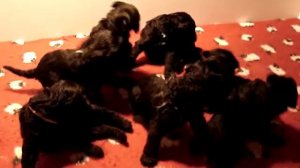 Edbrios Kerry Blue Terrier Puppies just over 3 weeks old