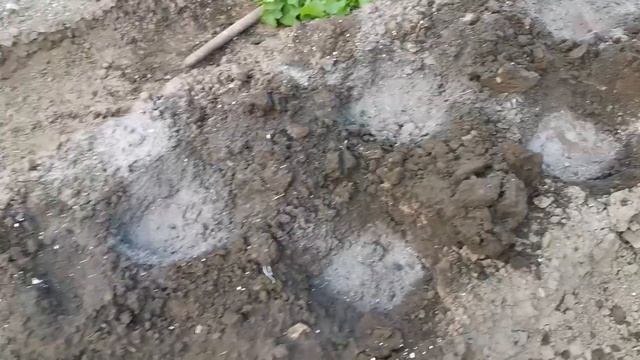 Посадка капусты в открытый грунт в Московской 10 мая 2023 год области. смотреть онлайн