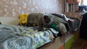как вызвать жвачного гномика?// РЕАЛЬНО ПРИНЁС?