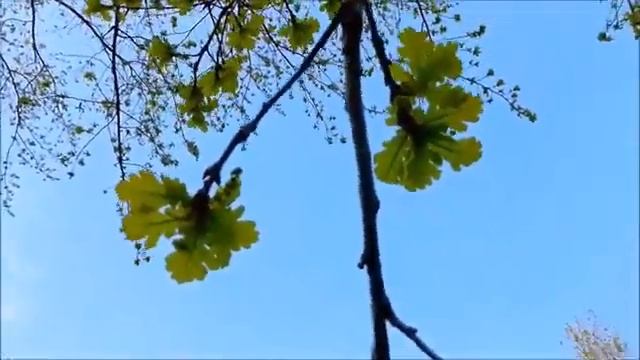 Весна    Пробуждение  Природы  Потрясающее  Видео о  Пробуждении Природы  Звуки  Ранней  Весны