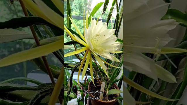 #эпифиллум #epiphyllum #plants