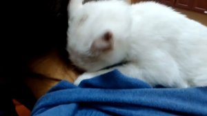 Милый котенок