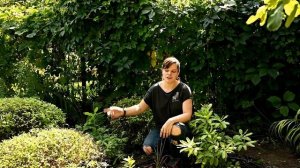 Японский уголок в саду за три дня / Рододендроны и шары из спирей