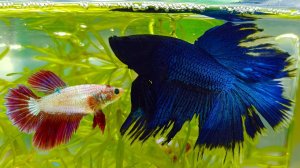 Релакс с рыборазводни аквариумных рыбок