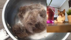 "Жжёная шерсть". Как избавиться от мышей? Самый приятный способ.