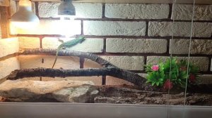 Содержание прытких ящериц.🦎🦎🦎