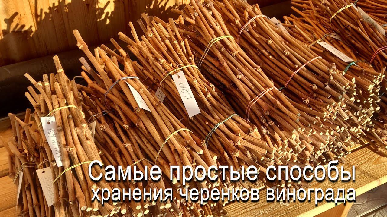 Самые простые способы хранение черенков винограда. Как хранить черенки на улице #ТриЭкоВиноградник