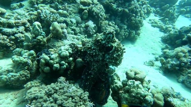 Красивый и чудесный морской мир во всем, Красное море, Хургада и Сафага, дайвинг смотреть онлайн